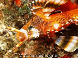 Two Spoted Lion Fish.. Taken at Pompong Island With Olymp... by Adrian Schokman 